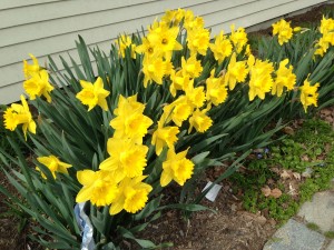 Daffodils on a recent hike