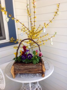 Easter still outside the office, with pansies and forsythia