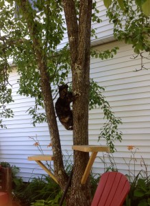Lady Harriet, scaling the pear tree